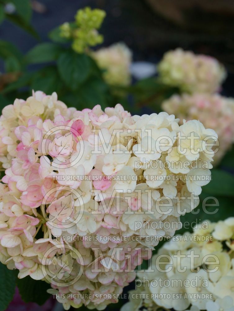 Hydrangea Strawberry Sundae aka Sundae Fraise aka Rensun (Bigleaf Hydrangea Mophead) 2 