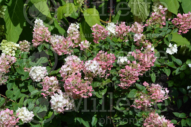 Hydrangea Strawberry Sundae aka Sundae Fraise aka Rensun (Bigleaf Hydrangea Mophead) 1