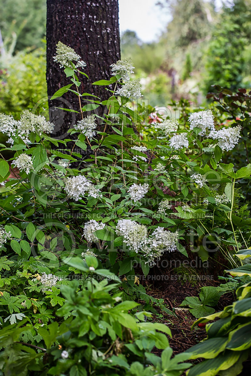 Hydrangea Sweet Summer or Bokrathirteen (Hydrangea) 6 