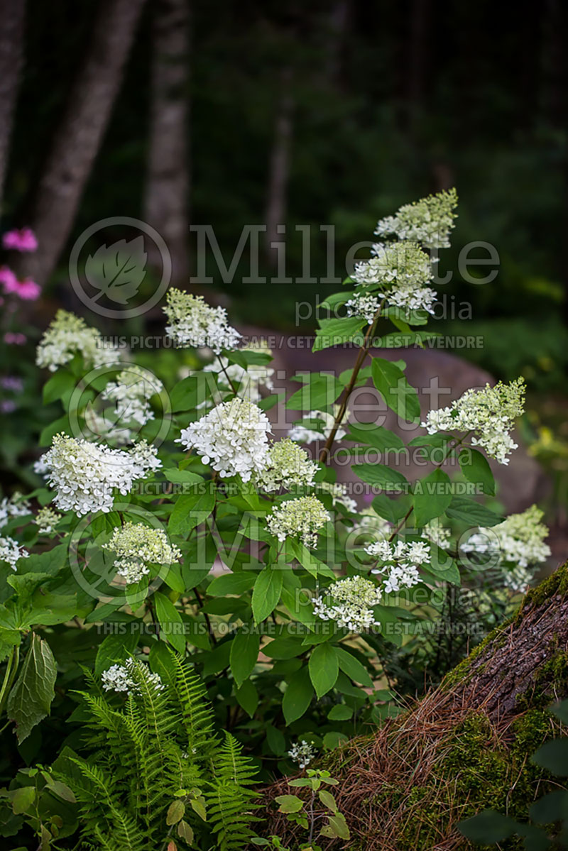 Hydrangea Sweet Summer or Bokrathirteen (Hydrangea) 8 