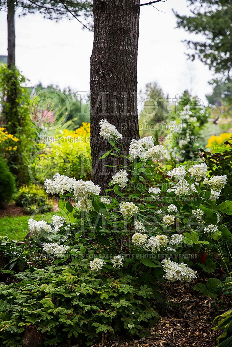 Hydrangea Sweet Summer or Bokrathirteen (Hydrangea) 9 