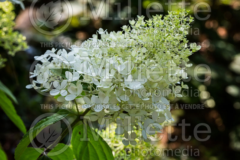 Hydrangea Sweet Summer or Bokrathirteen (Hydrangea) 11 