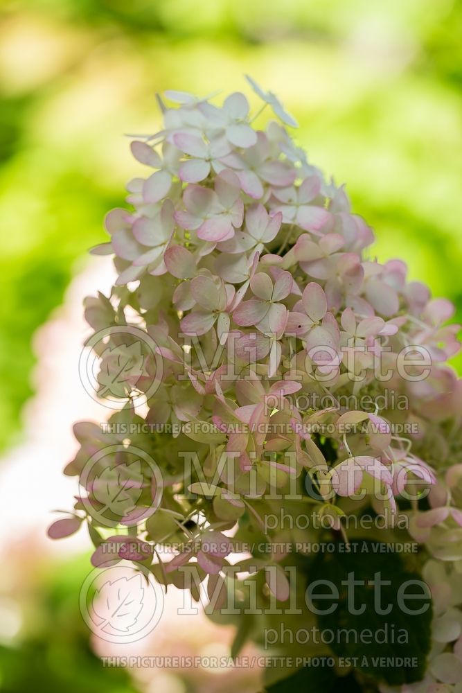 Hydrangea Sweet Summer or Bokrathirteen (Hydrangea) 14 