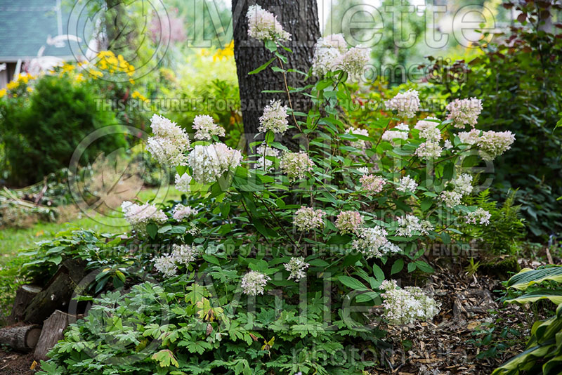 Hydrangea Sweet Summer or Bokrathirteen (Hydrangea) 13 