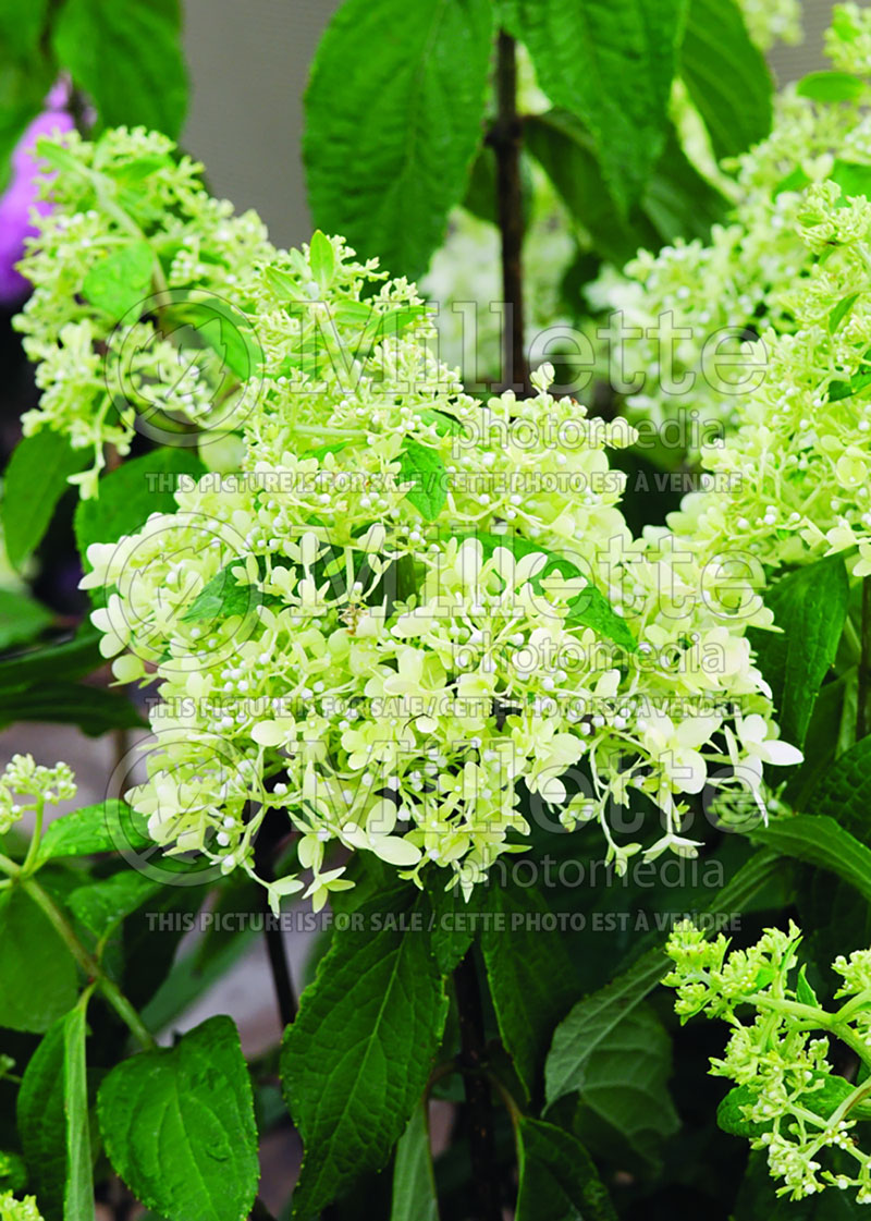 Hydrangea Sweet Summer or Bokrathirteen (Hydrangea) 17 