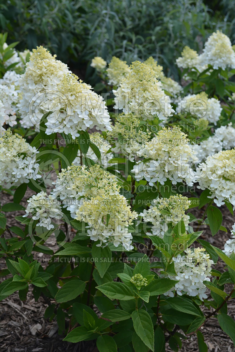 Hydrangea Sweet Summer or Bokrathirteen (Hydrangea) 1 