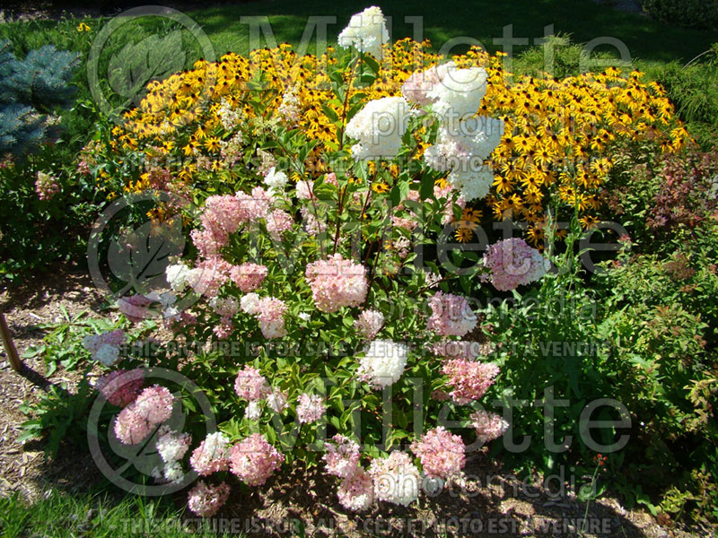 Hydrangea Vanilla Strawberry or Vanille Fraise or Renhy (Panicle Hydrangea)  3