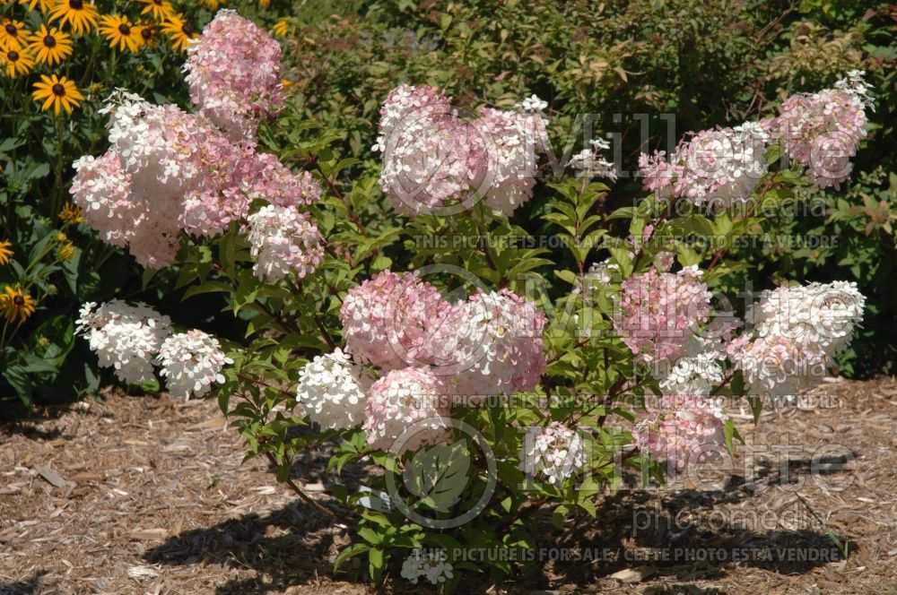 Hydrangea Vanilla Strawberry or Vanille Fraise or Renhy (Panicle Hydrangea)  5