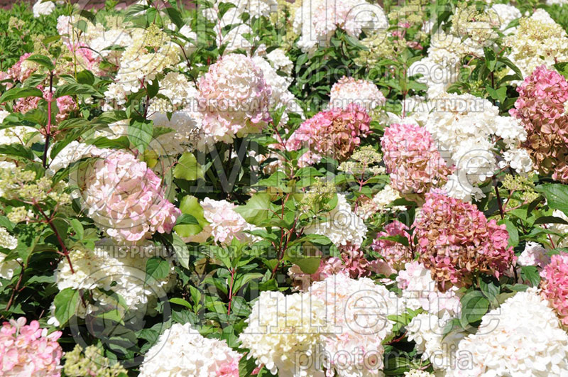 Hydrangea Vanilla Strawberry or Vanille Fraise or Renhy (Panicle Hydrangea)  6