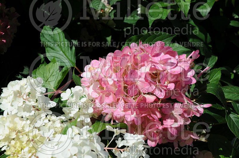 Hydrangea Vanilla Strawberry or Vanille Fraise or Renhy (Panicle Hydrangea)  7