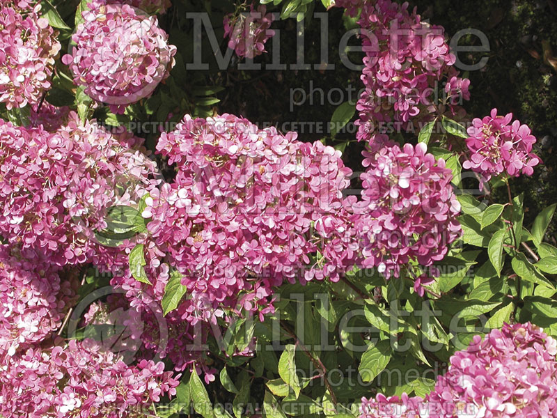 Hydrangea Vanilla Strawberry or Vanille Fraise or Renhy (Panicle Hydrangea)  8