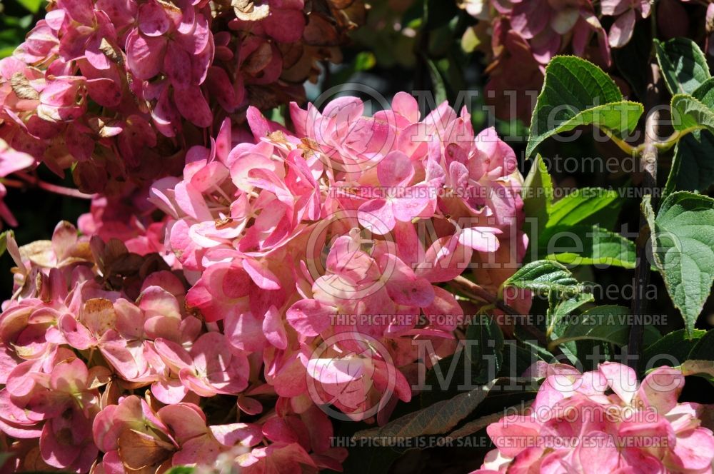 Hydrangea Vanilla Strawberry or Vanille Fraise or Renhy (Panicle Hydrangea)  2