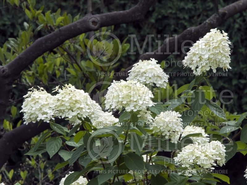 Hydrangea White Diamonds (Panicle Hydrangea)  5