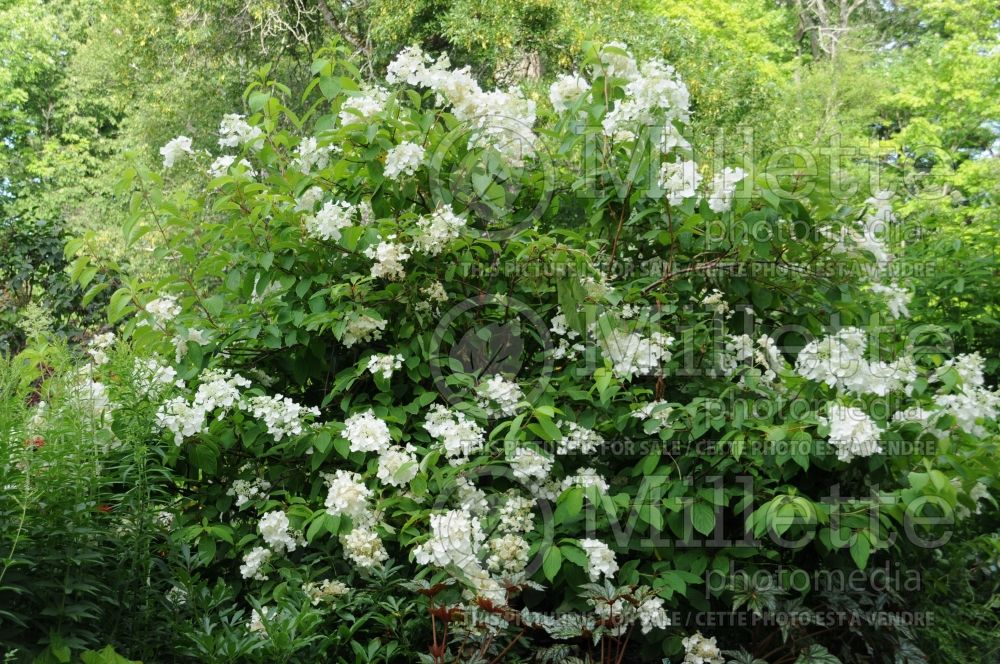 Hydrangea White Moth (Bigleaf Hydrangea Mophead) 1 