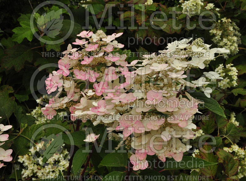 Hydrangea Fire and Ice or Wim's Red (Panicle Hydrangea) 2 