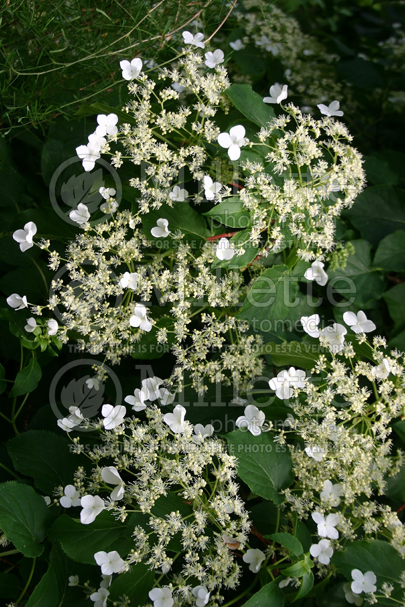 Hydrangea petiolaris (Climbing hydrangea) 4 