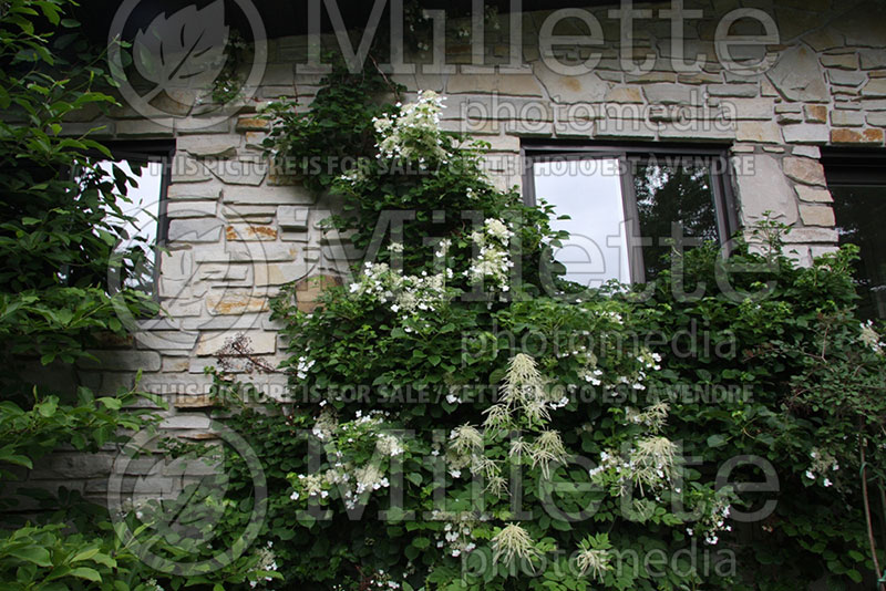 Hydrangea petiolaris (Climbing hydrangea) 3 