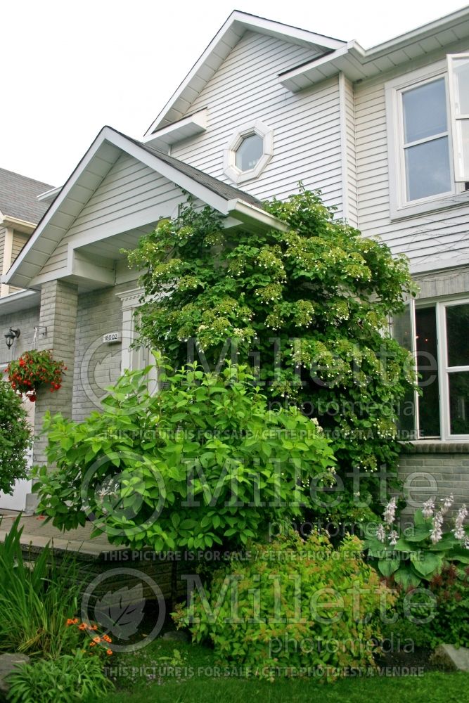 Hydrangea petiolaris (Climbing hydrangea) 2 