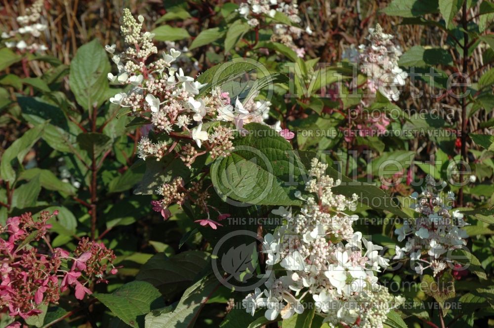 Hydrangea Pinky Winky (Panicle Hydrangea) 2