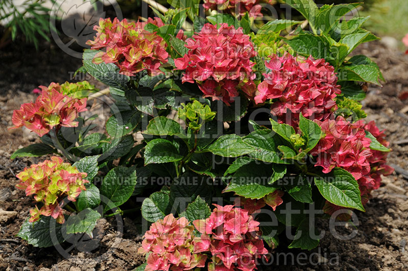 Hydrangea Pistachio or Horwack (Hydrangea Mophead) 3  