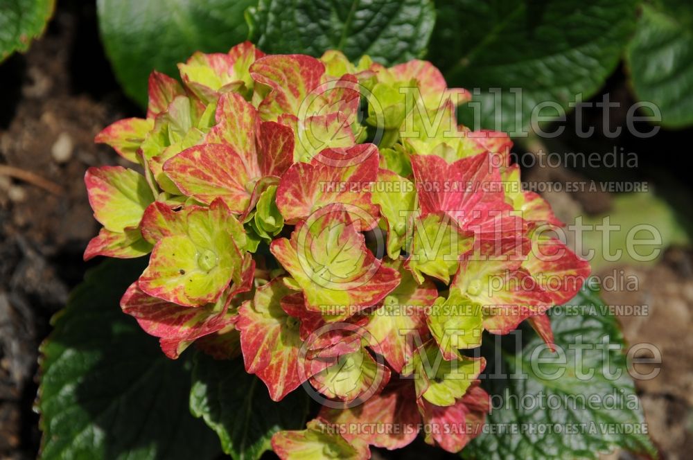 Hydrangea Pistachio or Horwack (Hydrangea Mophead) 2  