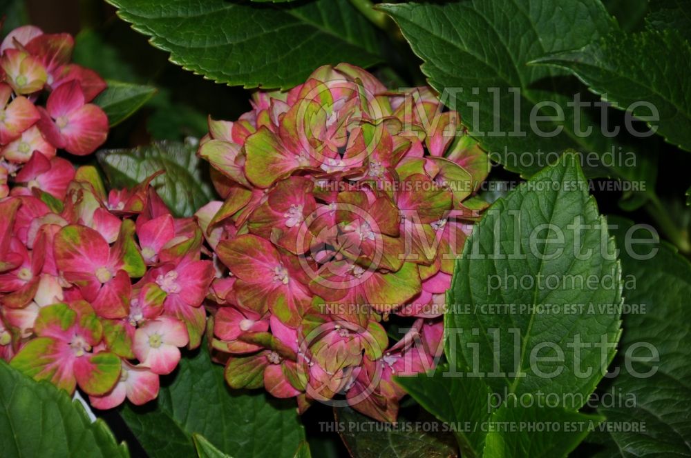 Hydrangea Pistachio or Horwack (Hydrangea Mophead) 5  