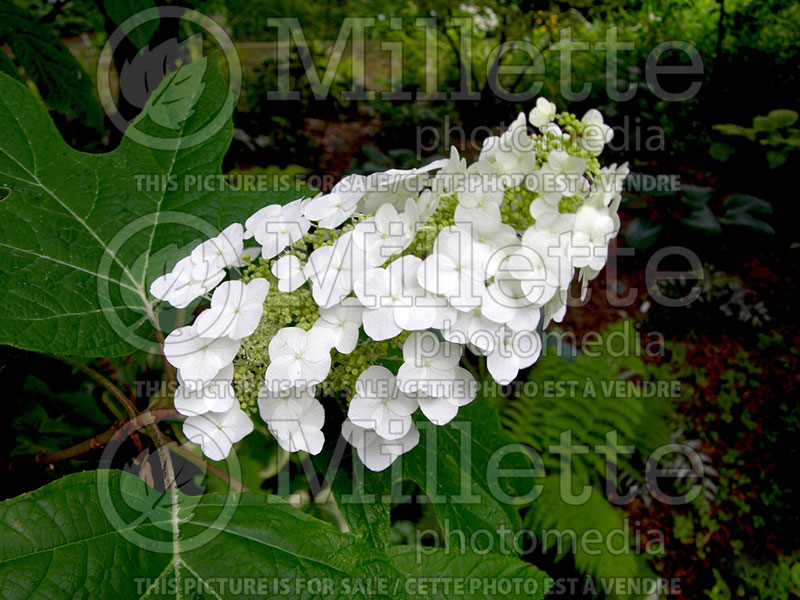 Hydrangea Alice (Bigleaf Hydrangea Mophead) 3 