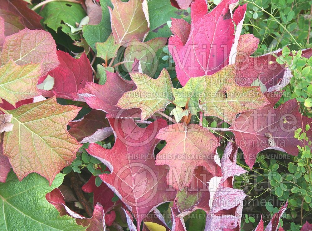 Hydrangea Alice (Bigleaf Hydrangea Mophead) 2 