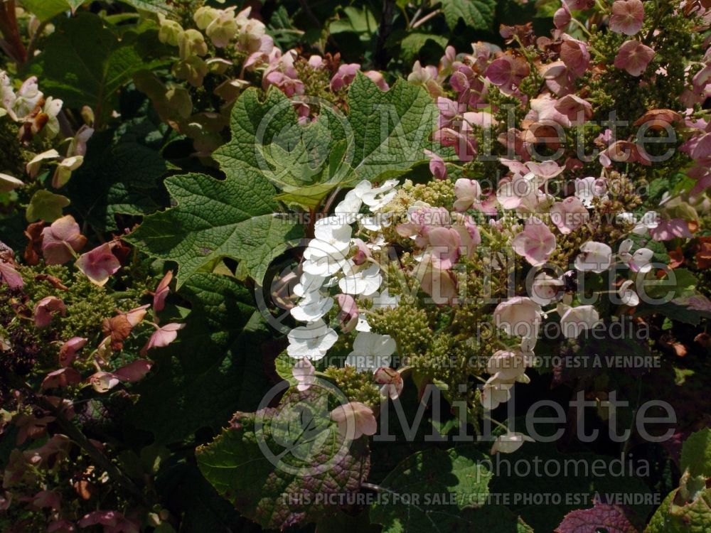 Hydrangea Alice (Bigleaf Hydrangea Mophead) 5 