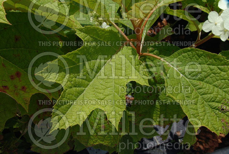 Hydrangea Alice (Bigleaf Hydrangea Mophead) 6 