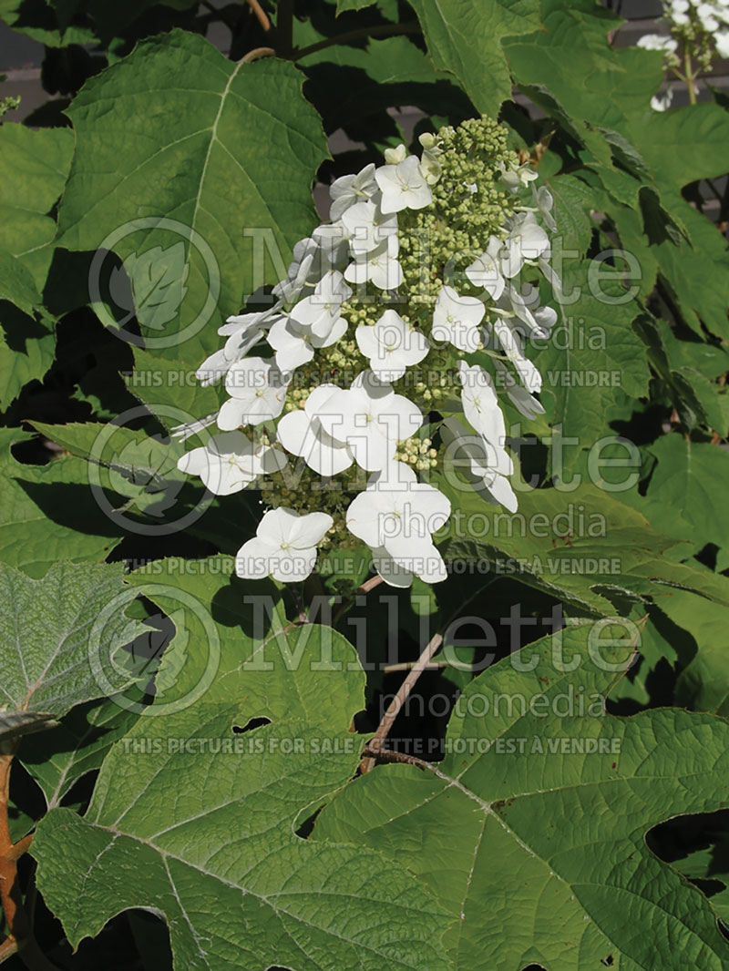 Hydrangea Alice (Bigleaf Hydrangea Mophead) 8 