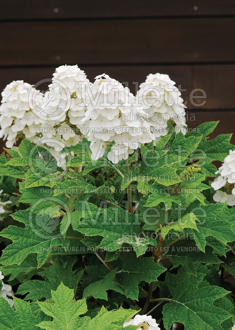 Hydrangea Alice (Bigleaf Hydrangea Mophead) 7 