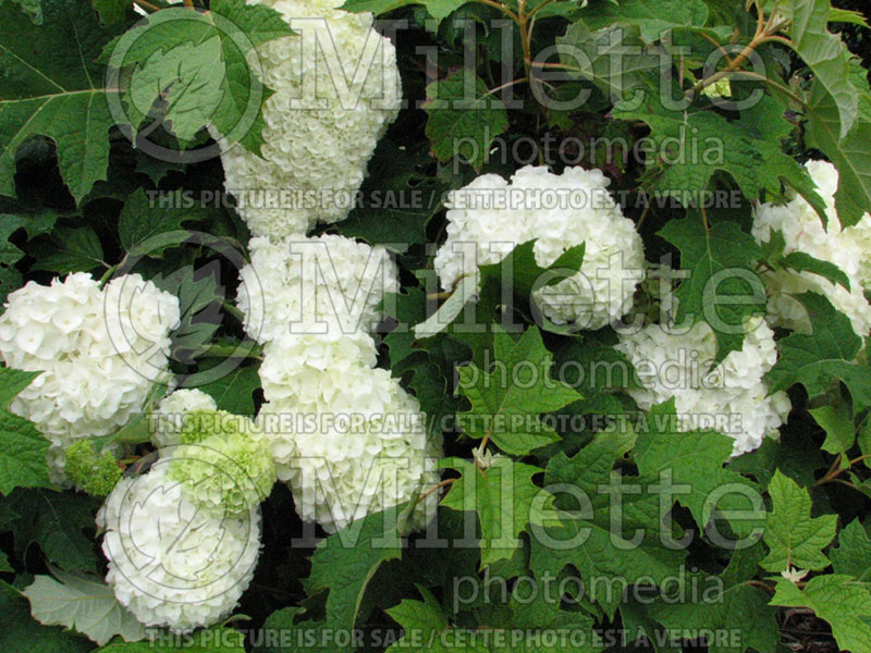 Hydrangea Harmony (Bigleaf Hydrangea Mophead) 1 