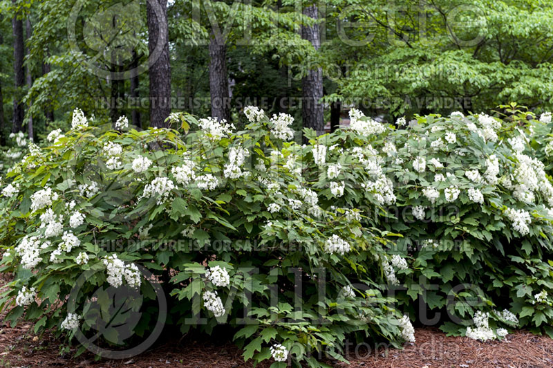 Hydrangea quercifolia (Hydrangea) 1 