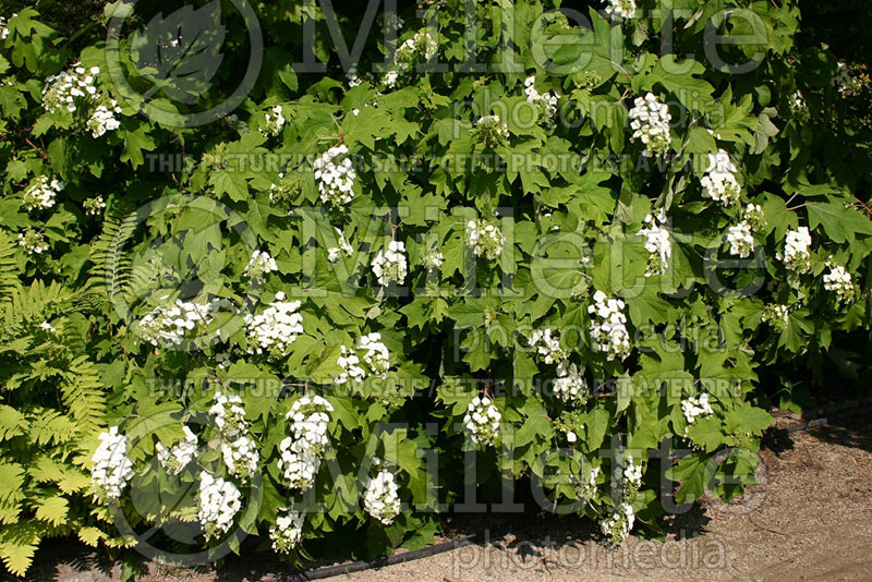 Hydrangea quercifolia (Hydrangea) 5