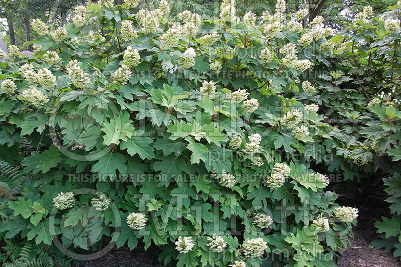 Hydrangea quercifolia (Hydrangea) 4