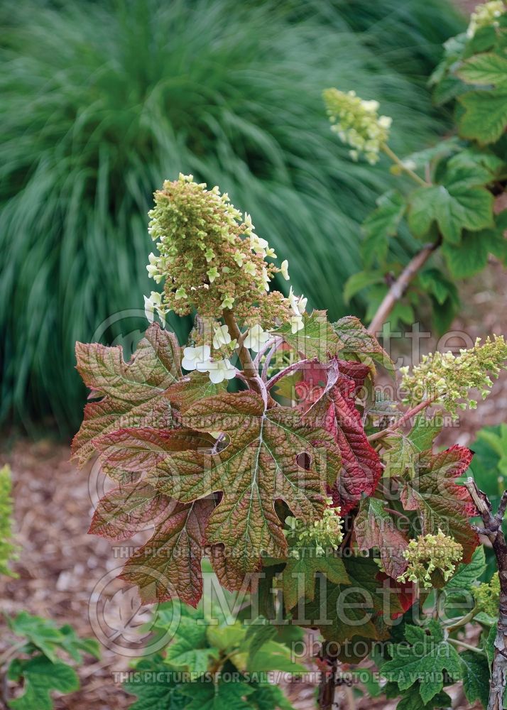 Hydrangea Ruby Slippers (Bigleaf Hydrangea Mophead) 1 