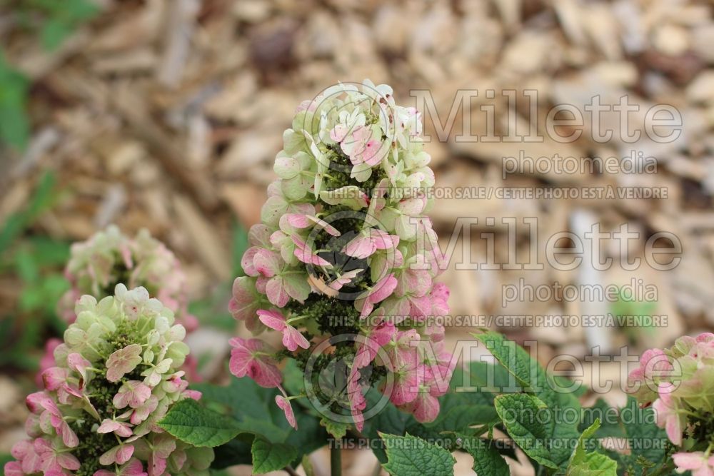 Hydrangea Ruby Slippers (Bigleaf Hydrangea Mophead) 2 