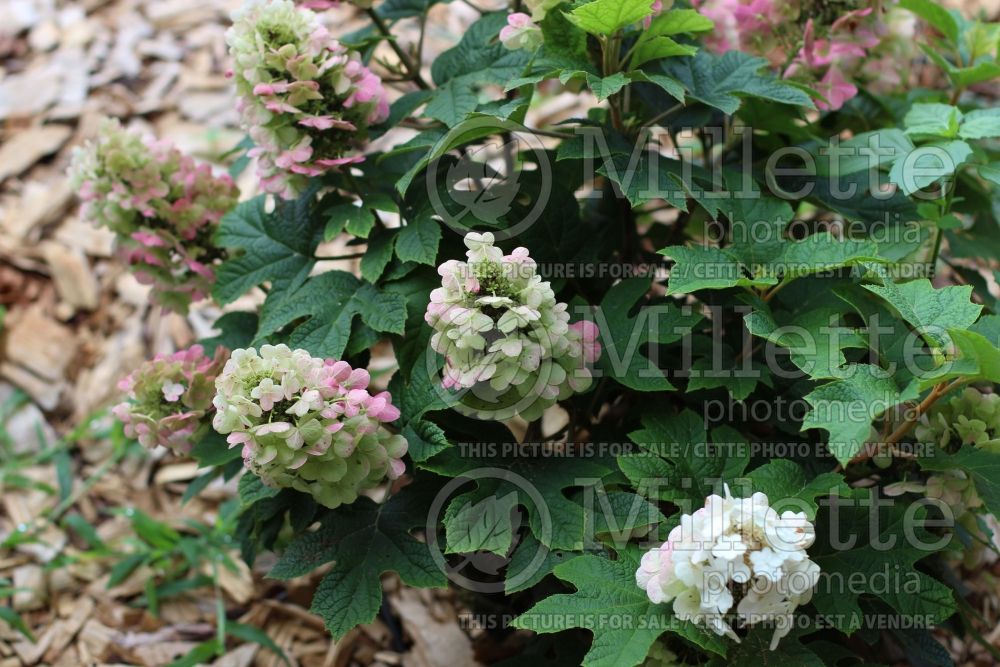 Hydrangea Ruby Slippers (Bigleaf Hydrangea Mophead) 4 