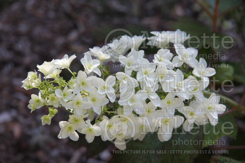 Hydrangea Snowflake aka Brido (Oakleaf Hydrangea) 6