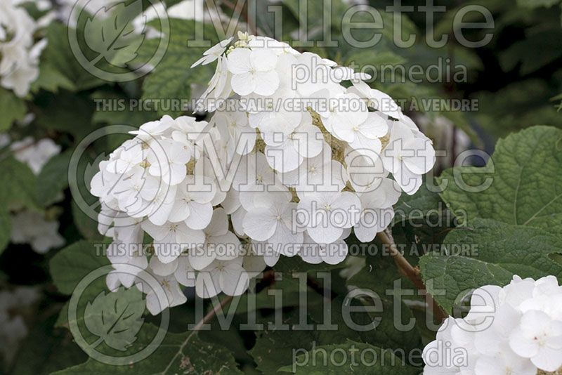 Hydrangea Snow Queen (Hydrangea)  1