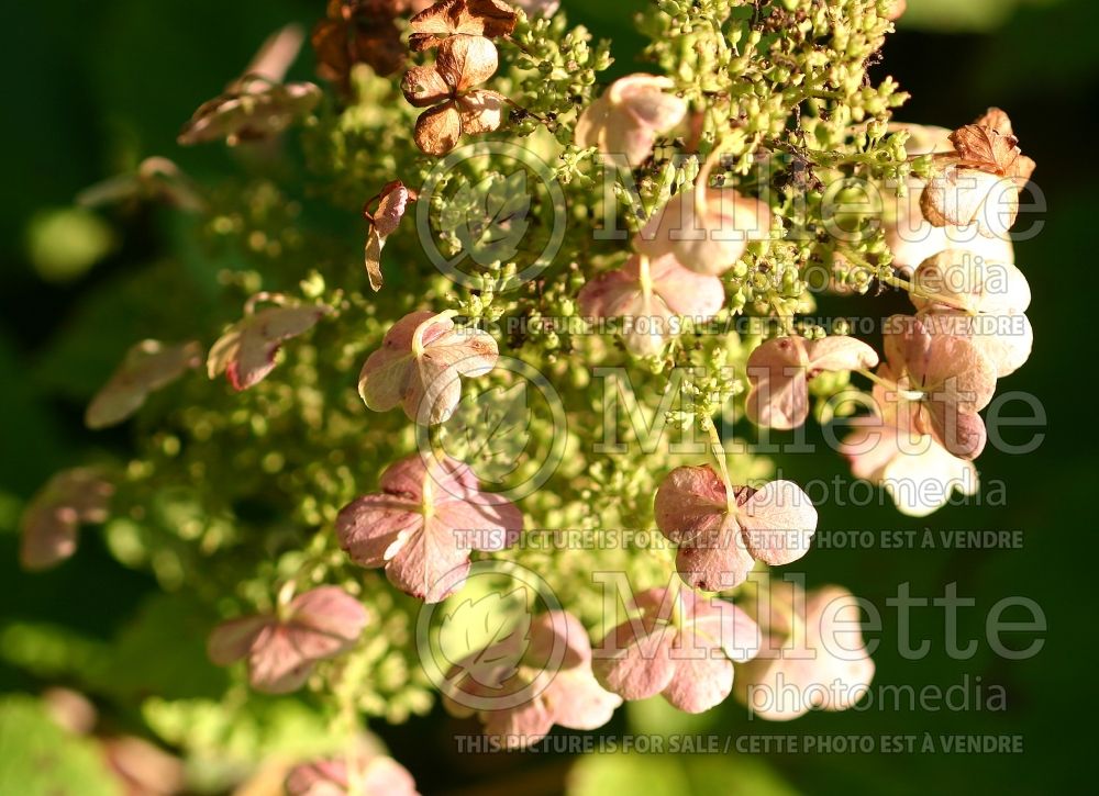 Hydrangea Sykes Dwarf or Sikes Dwarf (Bigleaf Hydrangea Mophead) 1 