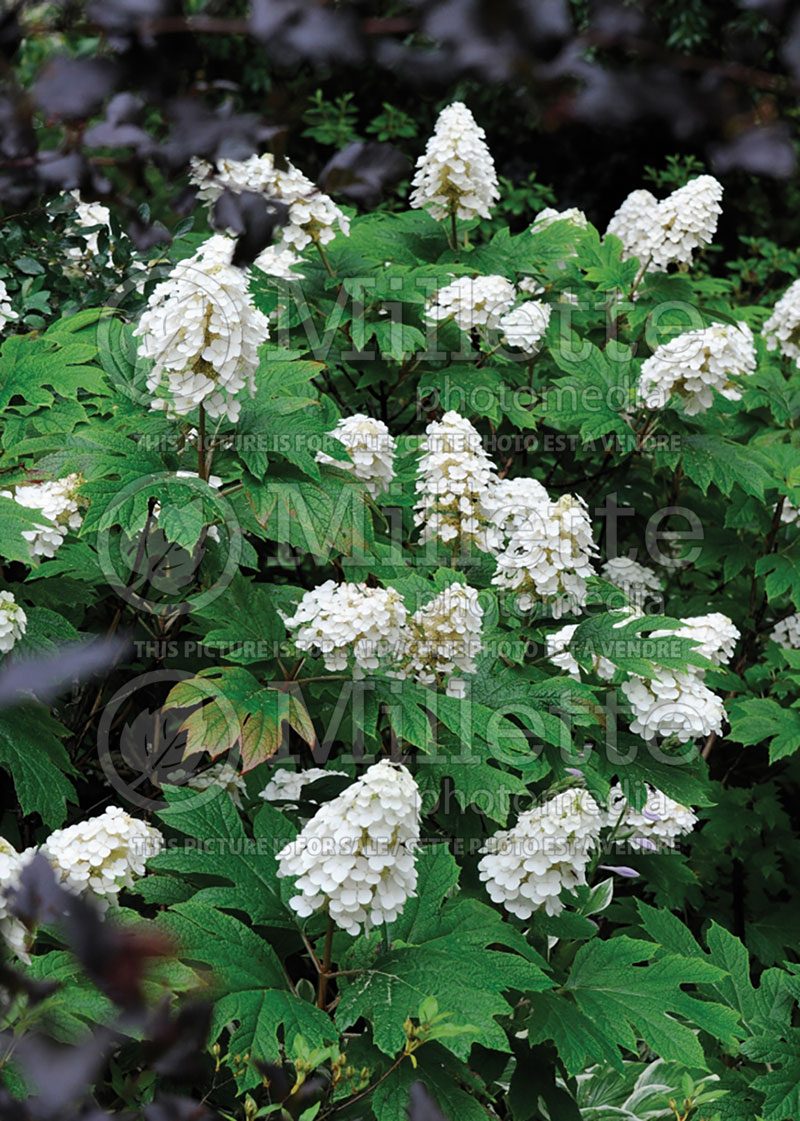 Hydrangea quercifolia (Hydrangea) 2 