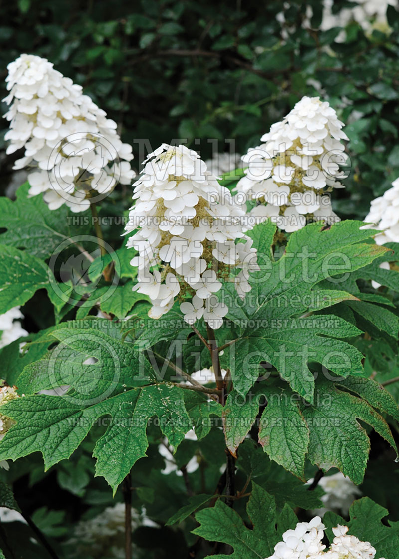 Hydrangea quercifolia (Hydrangea) 3 