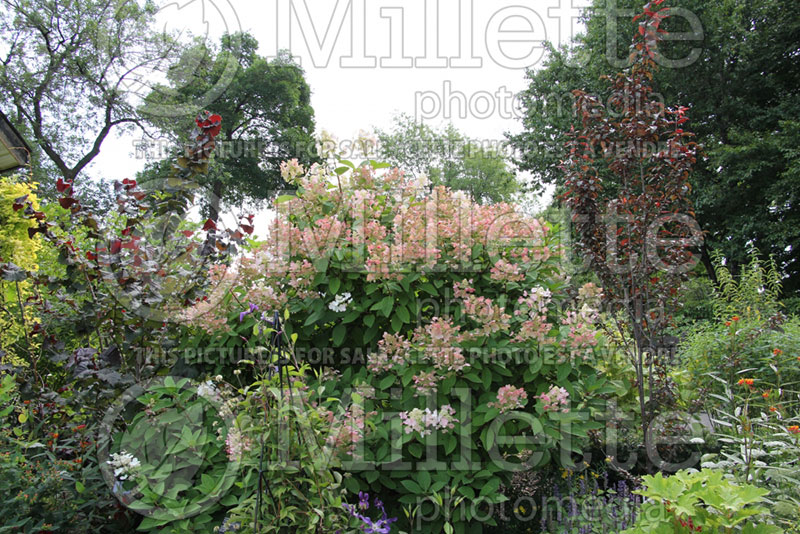 Hydrangea Quick Fire or Bulk (Bigleaf Hydrangea Mophead) 9 