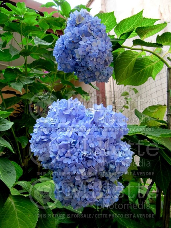 Hydrangea Seaside Serenade Cape Cod (Bigleaf Hydrangea Mophead)  1