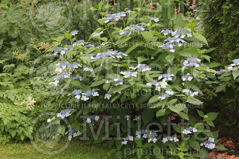 Hydrangea Arctic Blue (Hydrangea) 1 