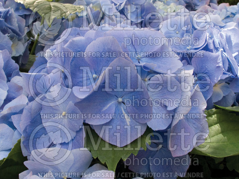 Hydrangea Bluebird (Hydrangea) 1 