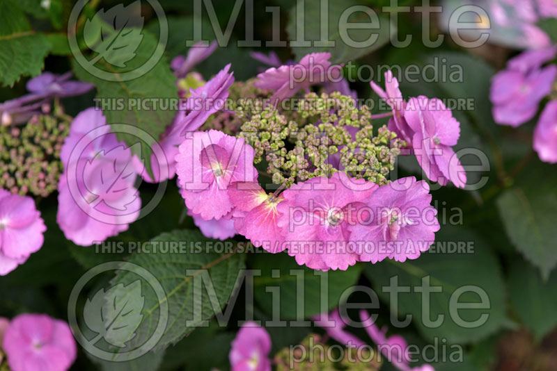 Hydrangea Tuff Stuff (Hydrangea)   4