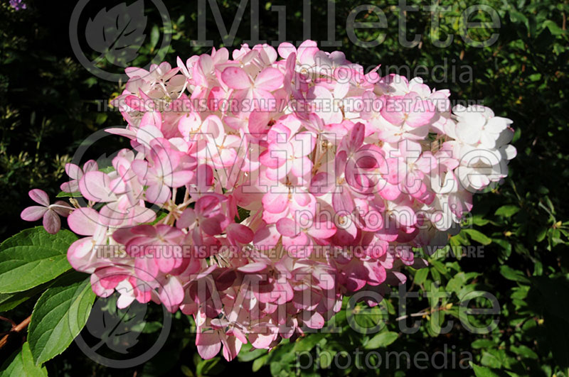 Hydrangea Vanilla Strawberry or Vanille Fraise or Renhy (Panicle Hydrangea)  1